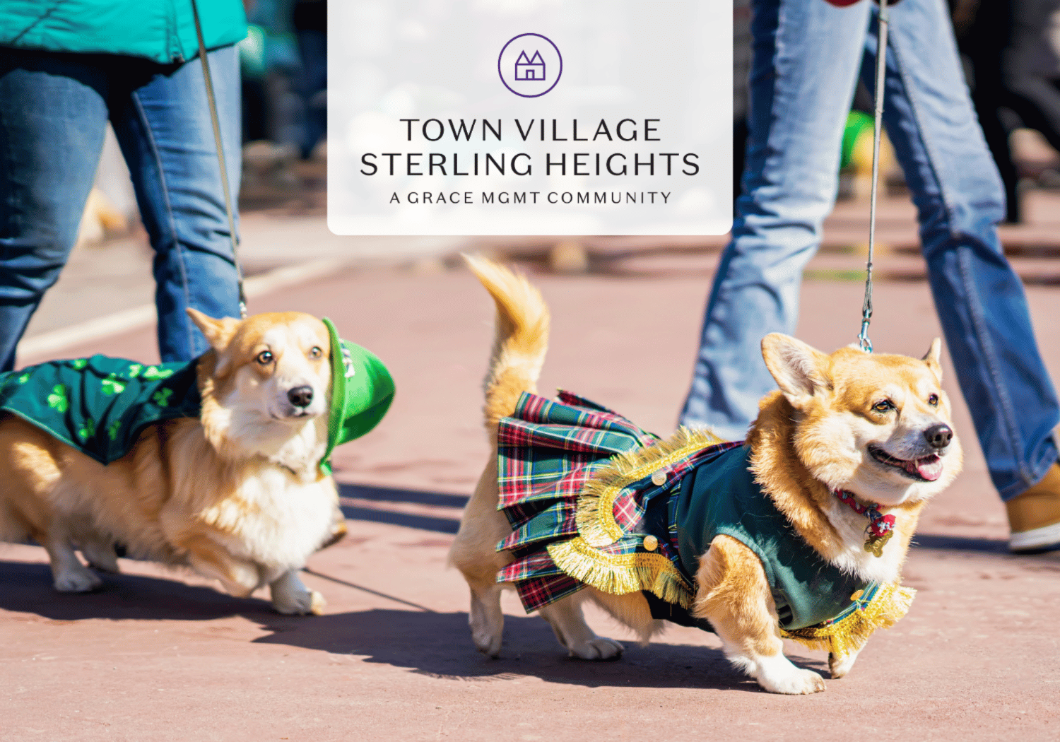 Two corgi dogs wearing green and plaid costumes walk on leashes at a sunny outdoor community event.